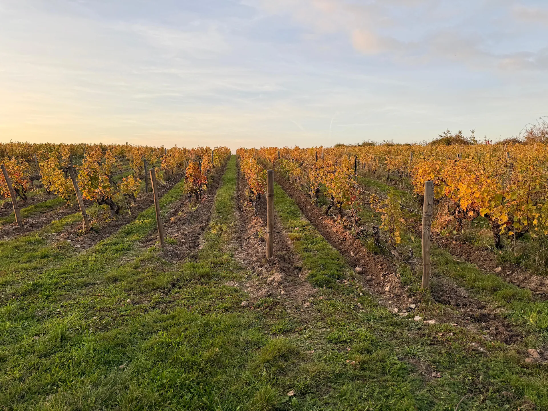 Vignoble Pierres Beurres
